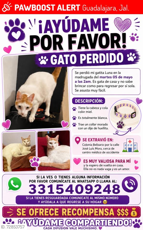 Lost Female Cat last seen Centro médico de occidente, Guadalajara, Jal. 