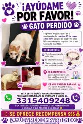 Lost Female Cat last seen Centro médico de occidente, Guadalajara, Jal. 