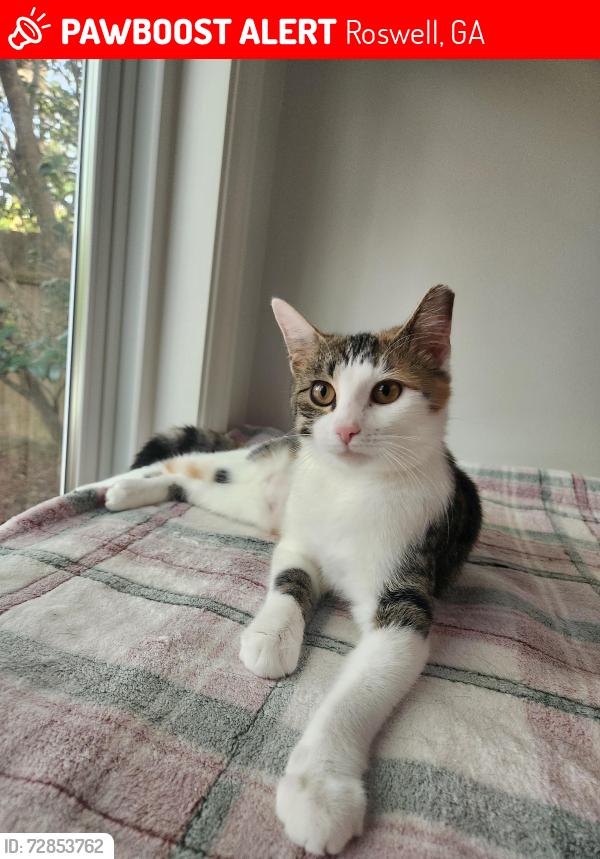 Lost Female Cat last seen Grande Oak apmts Roswell, GA, Roswell, GA 30075