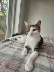 Lost Female Cat last seen Grande Oak apmts Roswell, GA, Roswell, GA 30075