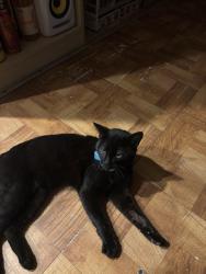 Lost Male Cat last seen Hale Ave / harmony , Elfin Forest, CA 92029