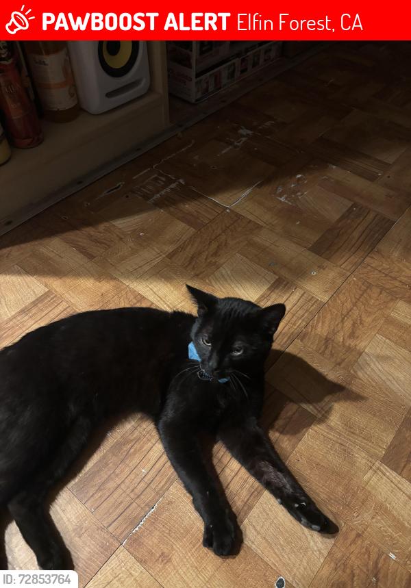 Lost Male Cat last seen Hale Ave / harmony , Elfin Forest, CA 92029