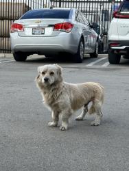 Found/Stray Male Dog last seen Bradley , Los Angeles, CA 91331