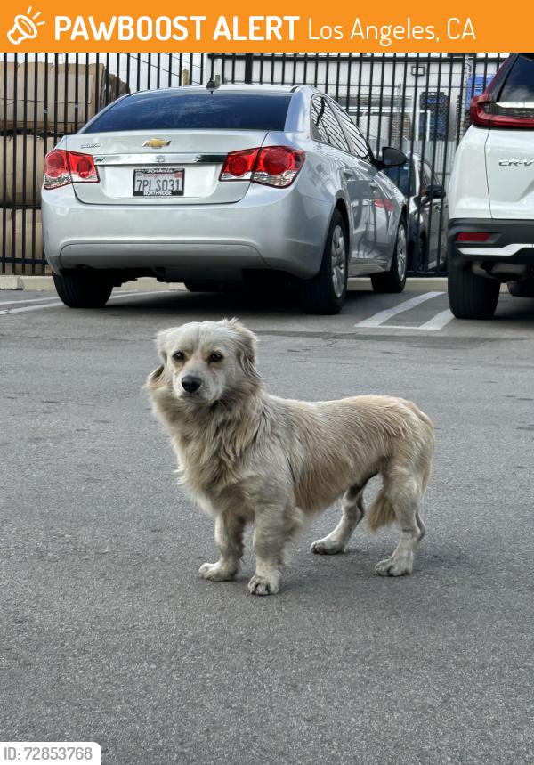 Found/Stray Male Dog last seen Bradley , Los Angeles, CA 91331