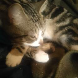 Reunited Male Cat last seen St Johns chapel  and St Kevin's primary school, Belfast, Northern Ireland BT14