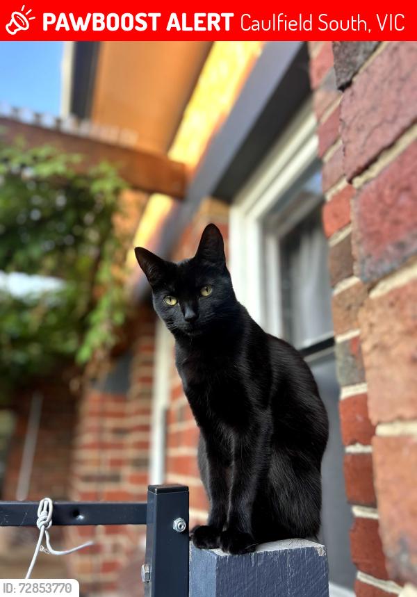 Lost Female Cat last seen North rd Bamba rd Intersection, Caulfield South, VIC 3162