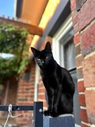 Lost Female Cat last seen North rd Bamba rd Intersection, Caulfield South, VIC 3162