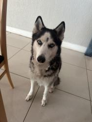 Lost Female Dog last seen Near nw 11th ave, Fort Lauderdale, FL 33311