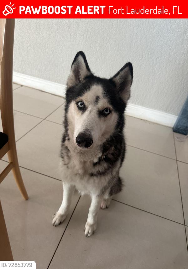 Lost Female Dog last seen Near nw 11th ave, Fort Lauderdale, FL 33311