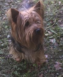 Lost Male Dog last seen Championship and Affirmed Drive , Whitsett, NC 27249