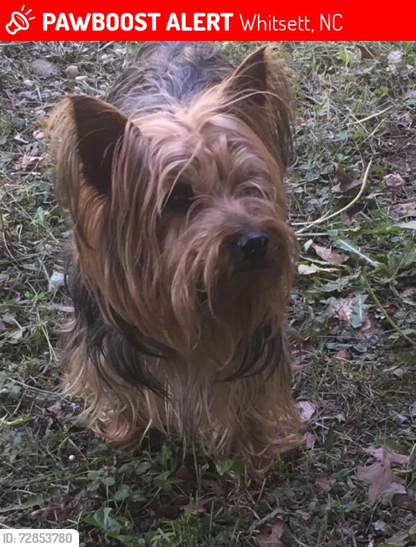 Lost Male Dog last seen Championship and Affirmed Drive , Whitsett, NC 27249