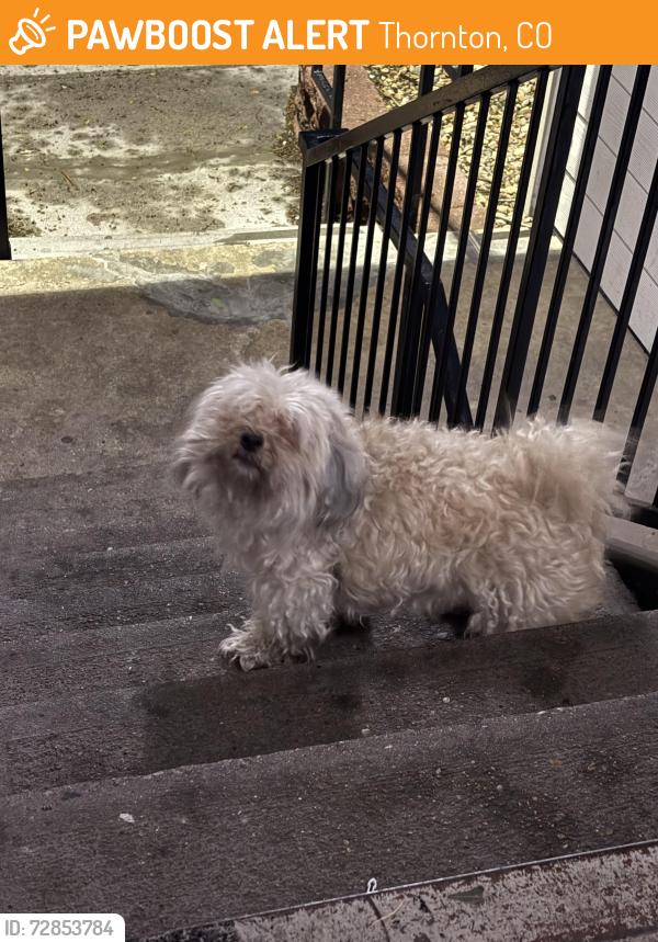 Found/Stray Unknown Dog last seen Thornton Parkway/Huron, Thornton, CO 80260