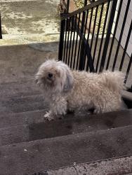 Found/Stray Unknown Dog last seen Thornton Parkway/Huron, Thornton, CO 80260