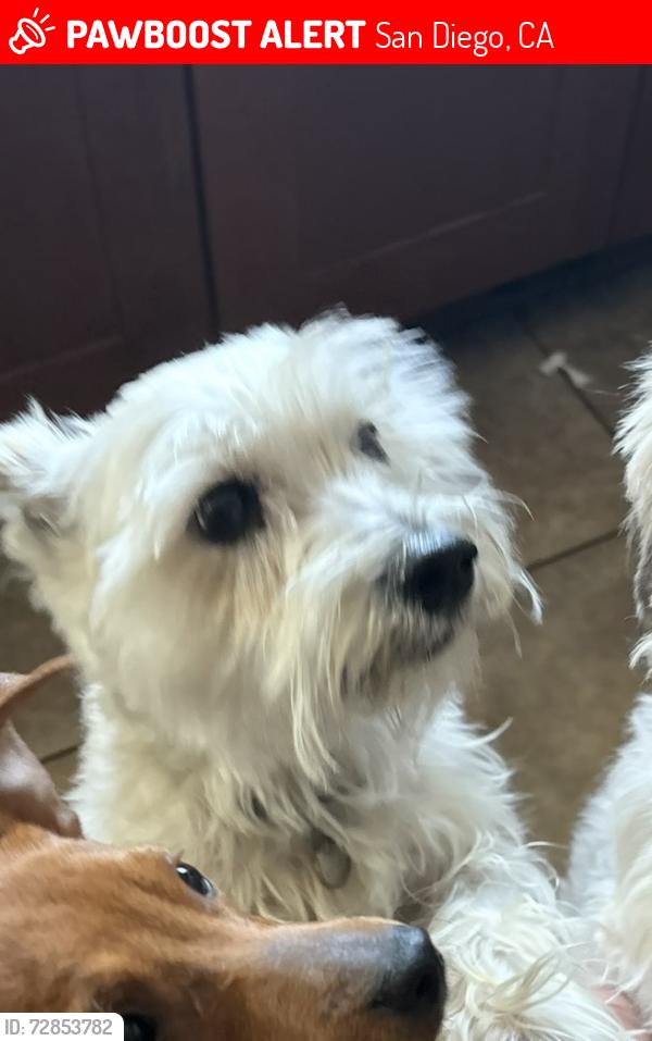 Lost Female Dog last seen Seabreeze Dr, Alleghany St, San Diego, CA 92139