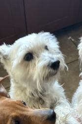 Lost Female Dog last seen Seabreeze Dr, Alleghany St, San Diego, CA 92139