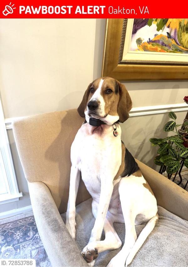 Lost Male Dog last seen Near Melanie Court Oakton VA 22124, Oakton, VA 22124