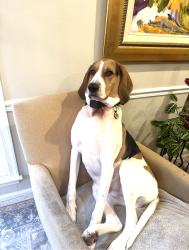 Lost Male Dog last seen Near Melanie Court Oakton VA 22124, Oakton, VA 22124