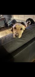 Lost Female Dog last seen County rd 1700 e, Philo, IL 61864