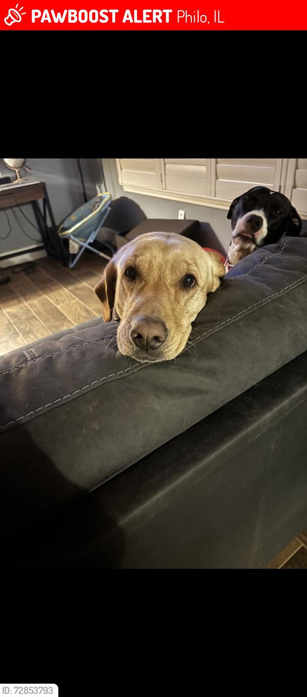 Lost Female Dog last seen County rd 1700 e, Philo, IL 61864