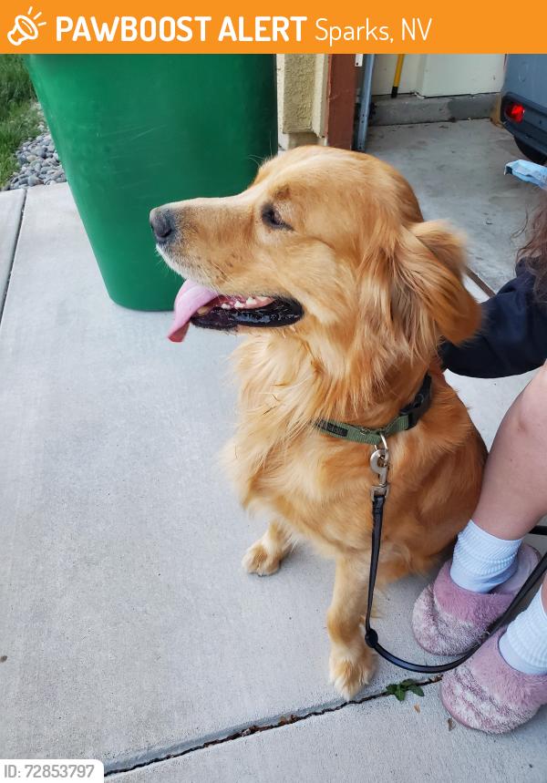 Found/Stray Male Dog last seen Hubble Dr and Serenghetti Dr, Sparks, NV 89436