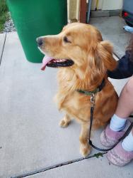 Found/Stray Male Dog last seen Hubble Dr and Serenghetti Dr, Sparks, NV 89436