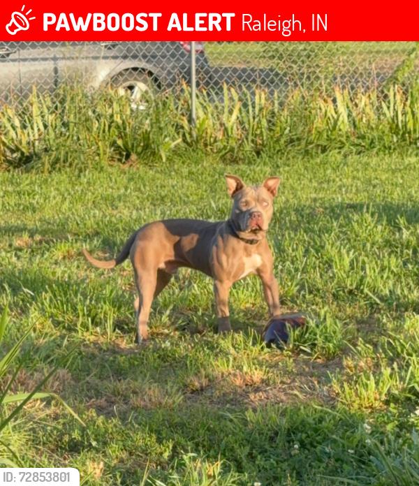 Lost Male Dog last seen Near n , Raleigh, IN 46173