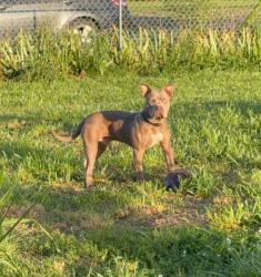 Lost Male Dog last seen Near n , Raleigh, IN 46173