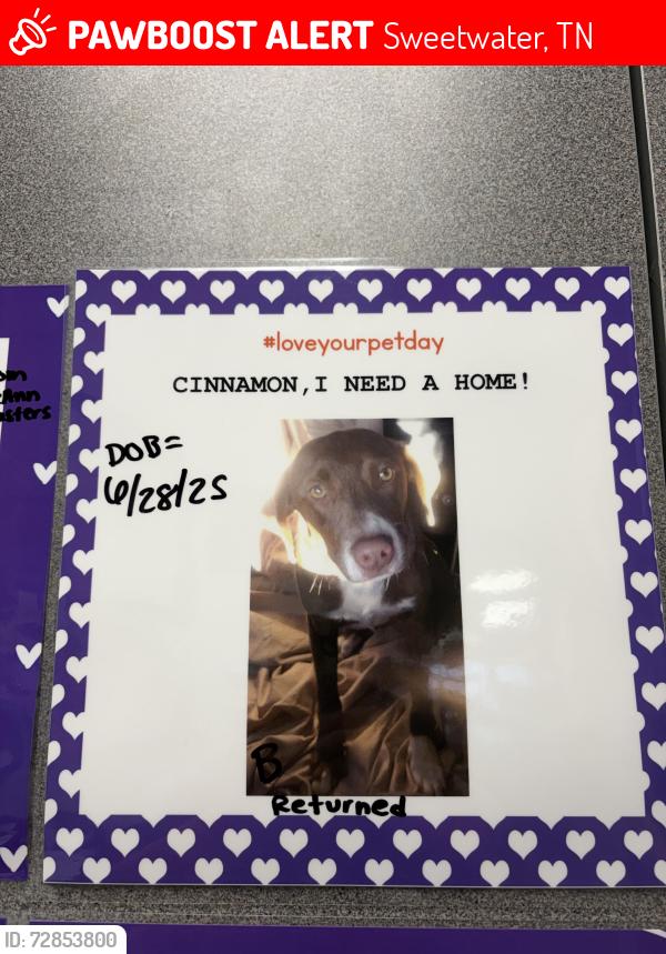 Lost Male Dog last seen Sweetwater Primary School , Sweetwater, TN 37874