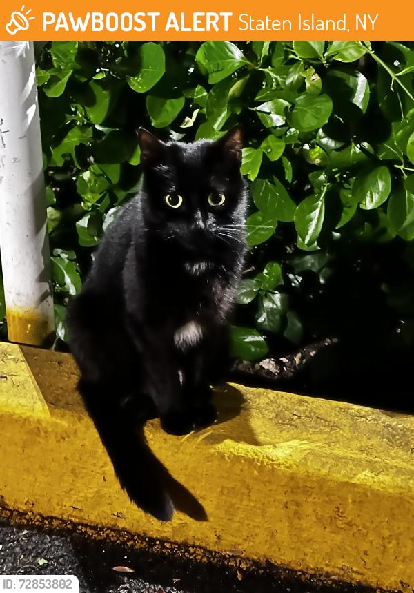 Found/Stray Female Cat last seen By ICC Church 1501 Richmond Ave, Staten Island, NY 10314