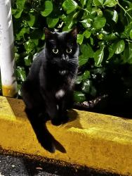 Found/Stray Female Cat last seen By ICC Church 1501 Richmond Ave, Staten Island, NY 10314