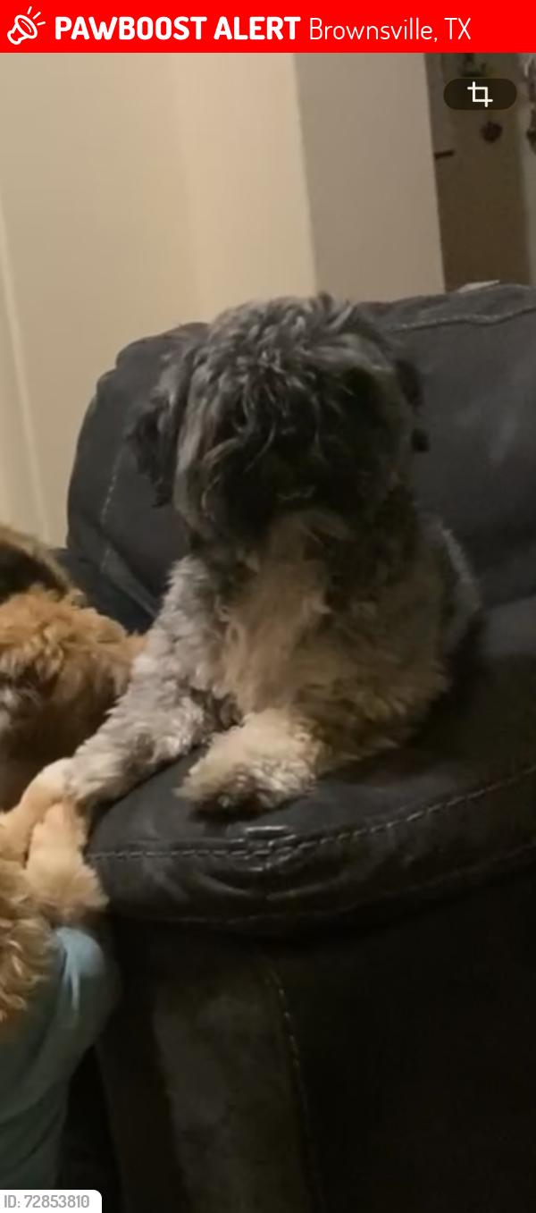 Lost Male Dog last seen Westland and Robindale, Brownsville, TX 78521