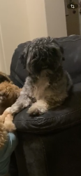 Lost Male Dog last seen Westland and Robindale, Brownsville, TX 78521