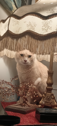 Reunited Male Cat last seen Paseo, Kansas City, MO 64110