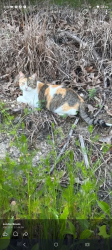 Lost Female Cat last seen Big Boss Holden Exit /George White Road Holden Louisiana , Holden, LA 70744