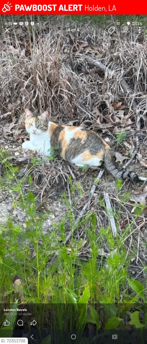 Lost Female Cat last seen Big Boss Holden Exit /George White Road Holden Louisiana , Holden, LA 70744