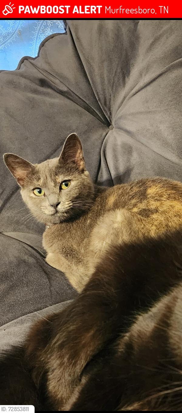 Lost Female Cat last seen Gold Valley Dr. and North Rutherford Blvd, Murfreesboro, TN 37130