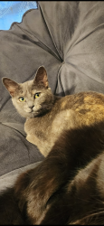 Lost Female Cat last seen Gold Valley Dr. and North Rutherford Blvd, Murfreesboro, TN 37130