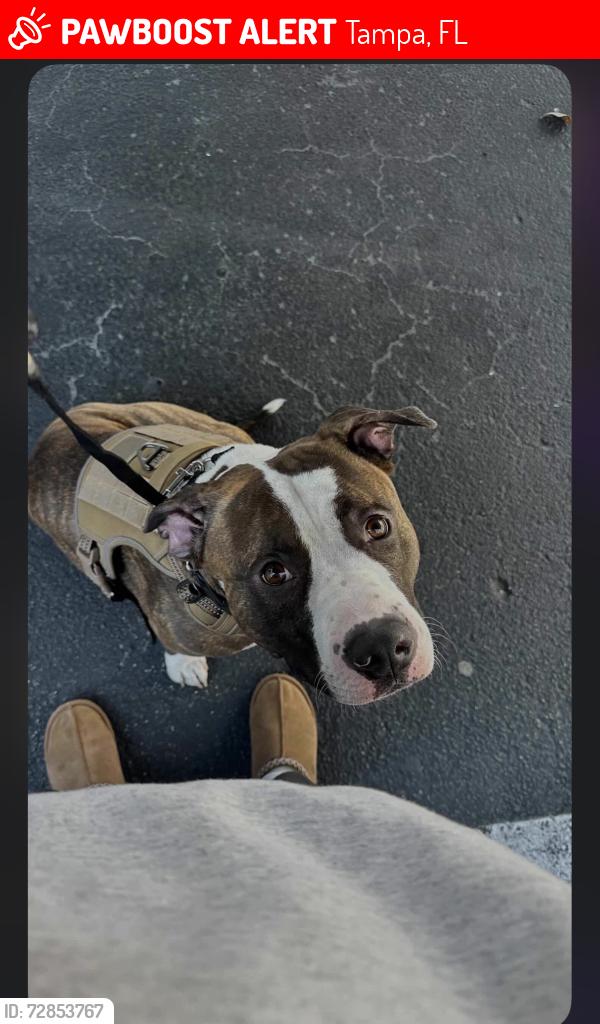 Lost Male Dog last seen Bruce B Downs and Fletcher, Tampa, FL 33613
