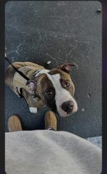Lost Male Dog last seen Bruce B Downs and Fletcher, Tampa, FL 33613