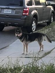 Found/Stray Male Dog last seen Near w 103rd st, Los Angeles, CA 90003