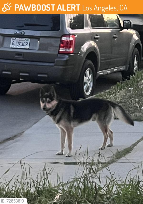 Found/Stray Male Dog last seen Near w 103rd st, Los Angeles, CA 90003