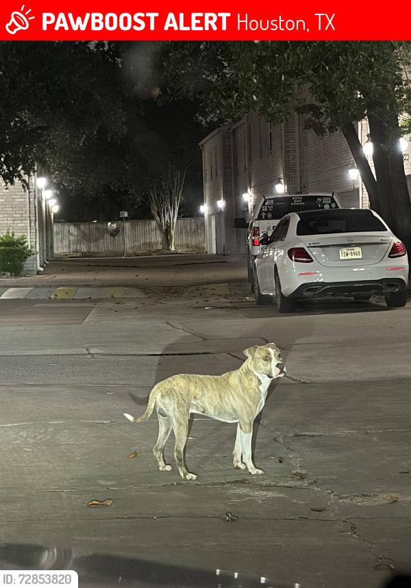 Lost Unknown Dog last seen Tanglwilde, Houston, TX 77063