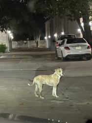 Lost Unknown Dog last seen Tanglwilde, Houston, TX 77063