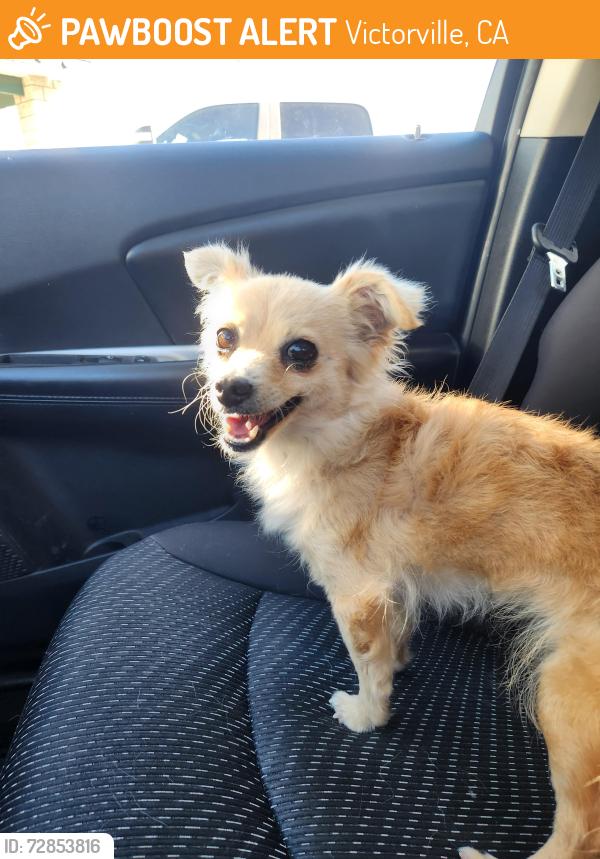 Found/Stray Female Dog last seen Eagle Ranch Park, Victorville, CA 92392