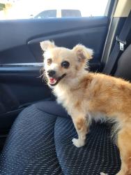 Found/Stray Female Dog last seen Eagle Ranch Park, Victorville, CA 92392