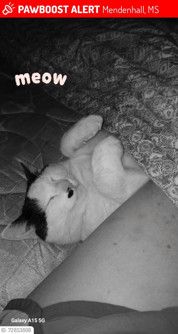 Lost Male Cat last seen Boggan Ridge Rd & Lee Boggan Rd, Mendenhall, MS 39114