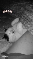 Lost Male Cat last seen Boggan Ridge Rd & Lee Boggan Rd, Mendenhall, MS 39114