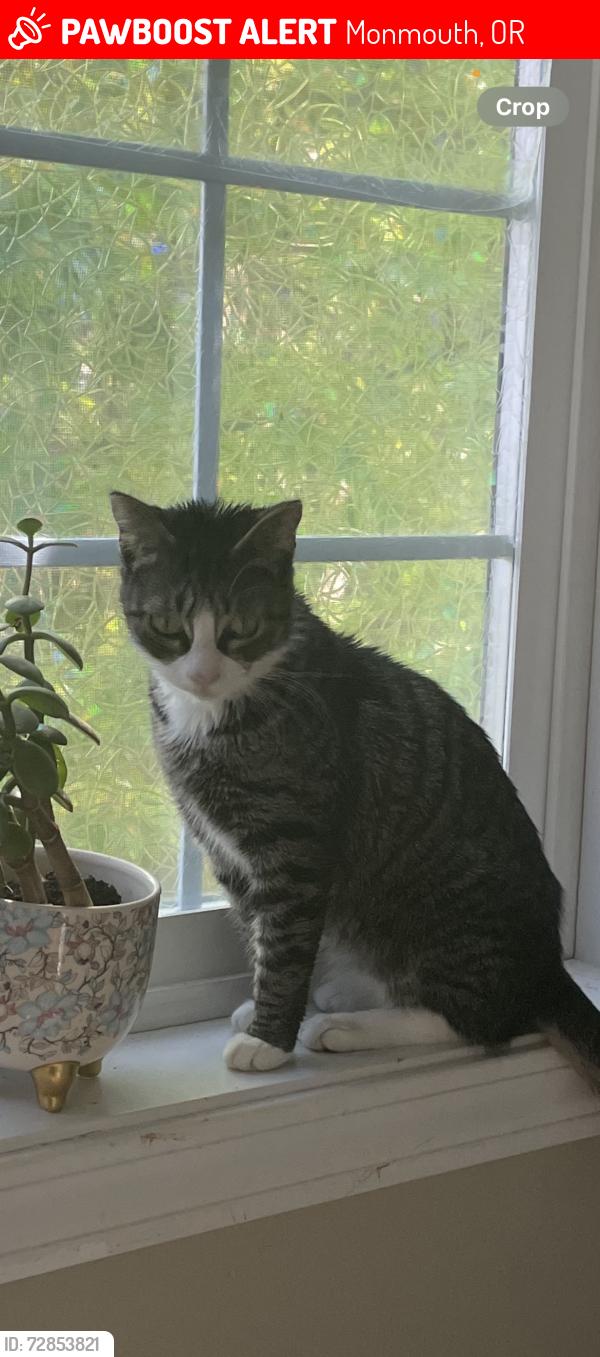 Lost Female Cat last seen Clay st, Monmouth, OR 97361
