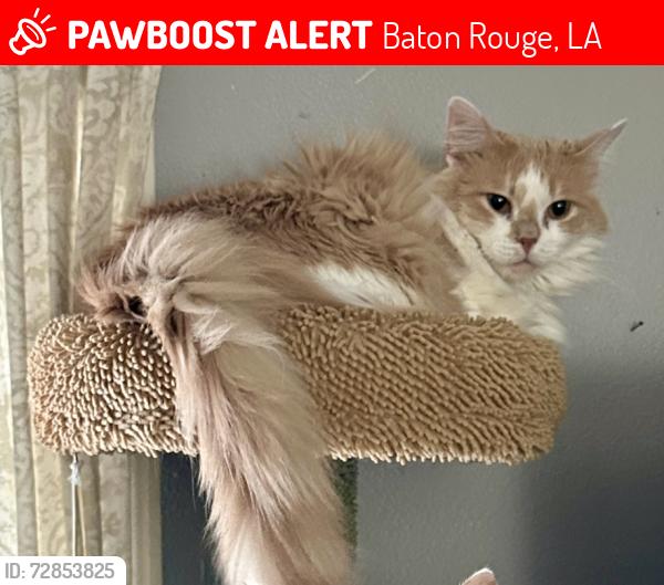 Lost Female Cat last seen Near Maxine Drive, Baton Rouge , Baton Rouge, LA 70808
