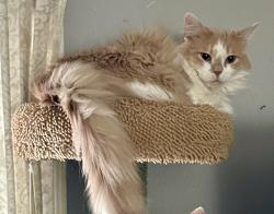 Lost Female Cat last seen Near Maxine Drive, Baton Rouge , Baton Rouge, LA 70808
